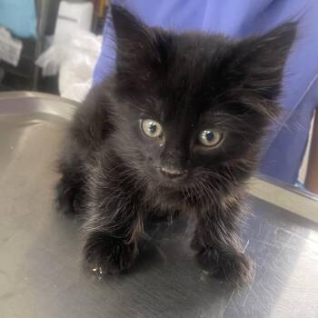 Draco -  Domestic Medium Hair Cat for Adoption in Chapel Hill, North Carolina - Draco | PetCurious