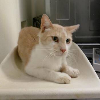 Two -  Domestic Short Hair Cat for Adoption in San Gabriel, California - Two | PetCurious