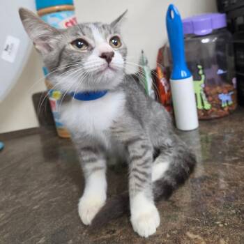 Benny -  Domestic Short Hair Cat for Adoption in Lakeland, Florida - Benny | PetCurious