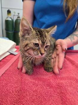 Domestic Short Hair Cats Available for Adoption - Simba | PetCurious