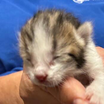 Domestic Short Hair Cats Available for Adoption in Yuma, Arizona - Triscuit | PetCurious