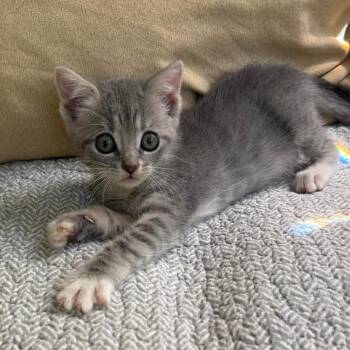 Pinochle -  Domestic Short Hair Cat for Adoption in Williston, Florida - Pinochle | PetCurious