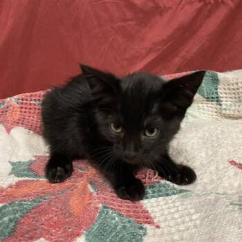 Rescue Domestic Short Hair Cats for Adoption in Modesto, California - A603718 | PetCurious