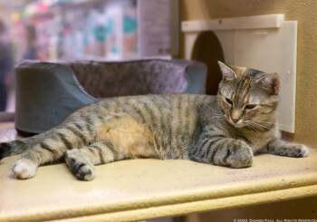 Rescue Domestic Short Hair Cats for Adoption in Camp Hill, Pennsylvania - Petunia | PetCurious