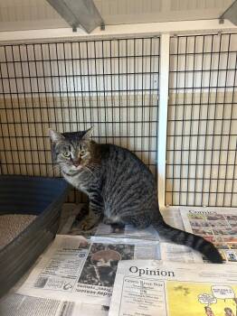 Domestic Medium Hair Cats Available for Adoption in Green River, Wyoming - Black And Grey Tiger | PetCurious