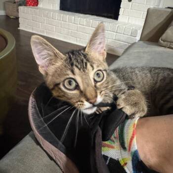Ram-BOH -  Domestic Short Hair Cat for Adoption in Austin, Texas - Ram-BOH | PetCurious