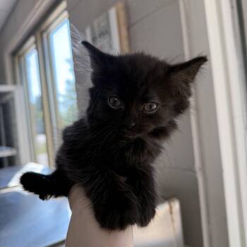 Miley -  Domestic Medium Hair Cat for Adoption in Oconto, Wisconsin - Miley | PetCurious