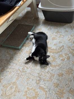 Rescue Domestic Short Hair Cats for Adoption in Dayton, Ohio - Sox | PetCurious