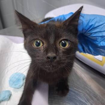 Rebekah -  Domestic Short Hair Cat for Adoption in Summerville, South Carolina - Rebekah | PetCurious