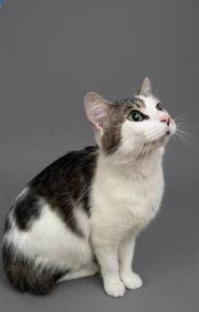 DAISY MAE -  Domestic Long Hair Cat for Adoption in Jacksonville, Florida - DAISY MAE | PetCurious