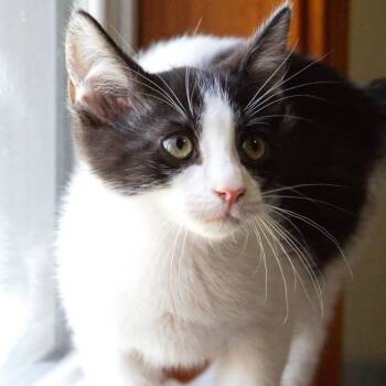 Pepè -  Tuxedo Cat for Adoption in Grand Rapids, Michigan - Pepè | PetCurious