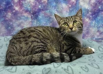 Domestic Short Hair Cats Available for Adoption in Washington Court House, Ohio - Quesadilla | PetCurious