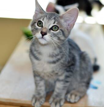 SGT. TIBBS -  Tabby Cat for Adoption in San Clemente, California - SGT. TIBBS | PetCurious