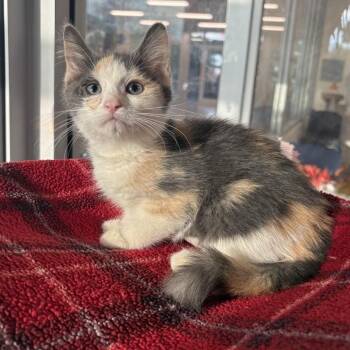 Magical Liopleurodon -  Domestic Short Hair Cat for Adoption in Phoenix, Arizona - Magical Liopleurodon | PetCurious