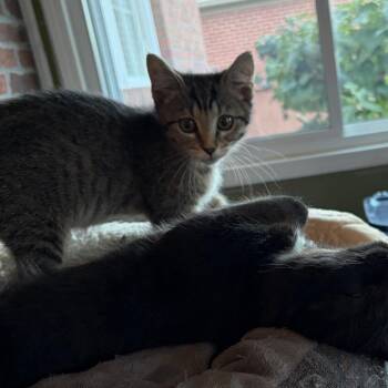 Minerva -  Domestic Short Hair Cat for Adoption in Evansville, Indiana - Minerva | PetCurious