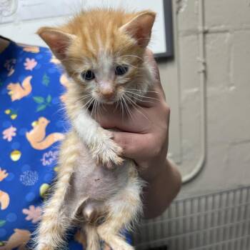 Messmer -  Domestic Short Hair Cat for Adoption in Birmingham, Alabama - Messmer | PetCurious
