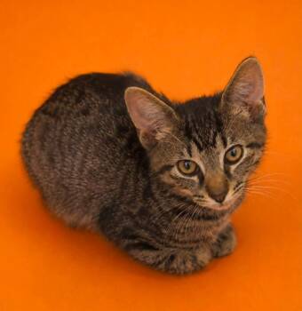 Riggs -  Domestic Short Hair Cat for Adoption in Columbia, Tennessee - Riggs | PetCurious