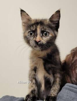 Rescue Tortoiseshell Cats for Adoption in Mazon, Illinois - Hilton | PetCurious