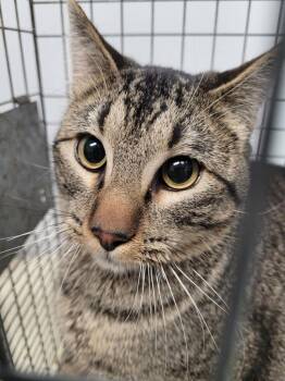 Domestic Short Hair Cats Available for Adoption - Deville | PetCurious