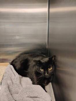 Camilo -  Domestic Short Hair Cat for Adoption in Fallston, Maryland - Camilo | PetCurious