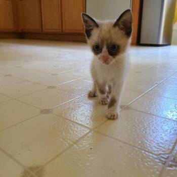 Miso -  Siamese and Snowshoe Cat Available for Adoption in Cartersville, Georgia - Miso | PetCurious
