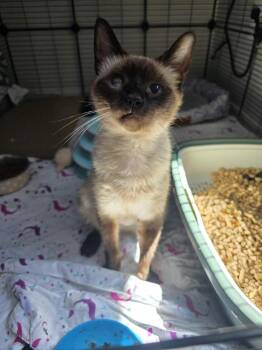 Coraline 2 -  Domestic Short Hair and Siamese Cat for Adoption in Tucson, Arizona - Coraline 2 | PetCurious