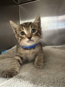 ADRIAN -  Domestic Short Hair Cat for Adoption in Riverside, California - ADRIAN | PetCurious
