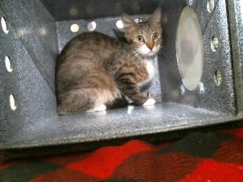 Domestic Short Hair Cats Available for Adoption in Houston, Texas - A2074765 | PetCurious