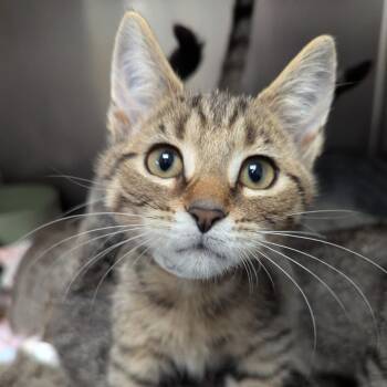 Bernard -  Domestic Short Hair Cat for Adoption in Evansville, Indiana - Bernard | PetCurious