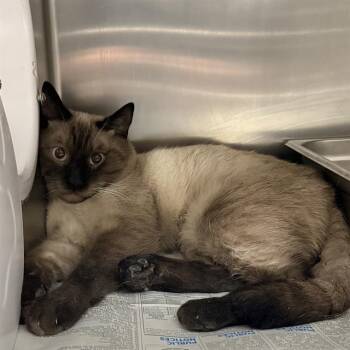 SIR WHISKERS -  Domestic Short Hair Cat for Adoption in Las Vegas, Nevada - SIR WHISKERS | PetCurious