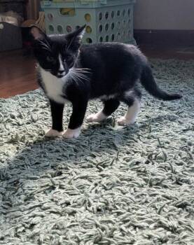 Strawberry -  Domestic Short Hair and Tuxedo Cat for Adoption in Walled Lake, Michigan - Strawberry | PetCurious