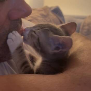 Steve-O -  Domestic Short Hair Cat for Adoption in Philadelphia, Pennsylvania - Steve-O | PetCurious