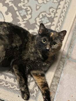 Domestic Short Hair Cats Available for Adoption - Chapel | PetCurious