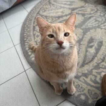 Garfield -  Domestic Short Hair Cat for Adoption in Mineral Point, Wisconsin - Garfield | PetCurious
