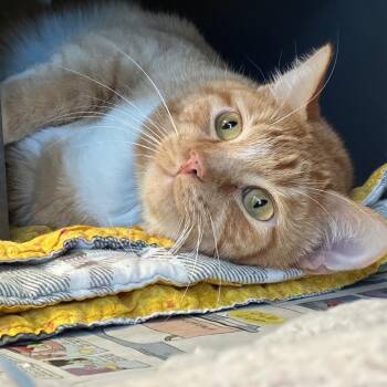 Jay -  Domestic Short Hair Cat for Adoption in Chicago, Illinois - Jay | PetCurious