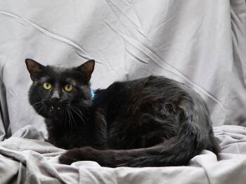 Domestic Short Hair Cats Available for Adoption in Grovetown, Georgia - SAMUEL | PetCurious
