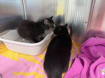 Wrangler -  Domestic Short Hair Cat for Adoption in Raleigh, North Carolina - Wrangler | PetCurious