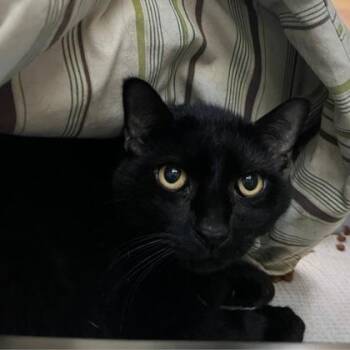 Kestrel -  Domestic Short Hair Cat for Adoption in Richmond, Virginia - Kestrel | PetCurious