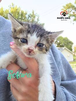 Celestial Litter:  Solara -  Domestic Short Hair Cat for Adoption in Council Bluffs, Iowa - Celestial Litter:  Solara | PetCurious