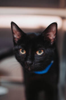 Rescue Domestic Short Hair Cats for Adoption in North Charleston, South Carolina - 89009a Pete Wentz | PetCurious