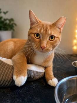 Julius -  Domestic Short Hair Cat for Adoption in Chicago, Illinois - Julius | PetCurious