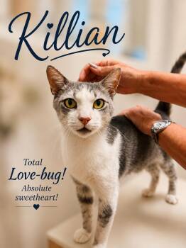 Killian (FCID# 06/19/2026 - 112) Willow Grove -  Domestic Short Hair Cat for Adoption in Greenville, Delaware - Killian (FCID# 06/19/2026 - 112) Willow Grove | PetCurious