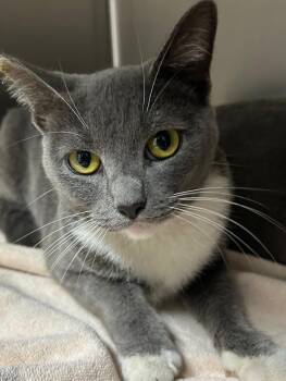 Rescue Domestic Short Hair Cats for Adoption in Los Angeles, California - Paris | PetCurious