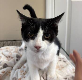 REBA -  Domestic Short Hair Cat for Adoption in Southbury, Connecticut - REBA | PetCurious