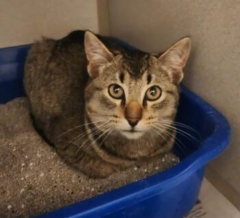 Rescue Domestic Short Hair Cats for Adoption in Mason City, Iowa - Griffin | PetCurious