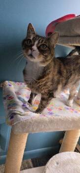 Butters -  Domestic Short Hair Cat for Adoption in Berwick, Pennsylvania - Butters | PetCurious