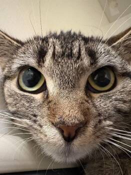 Domestic Short Hair Cats Available for Adoption in Warren, Pennsylvania - Petal | PetCurious