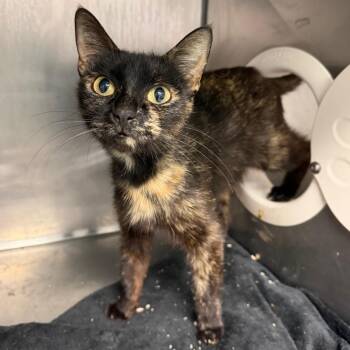 Mama Kimiko -  Domestic Short Hair Cat for Adoption in Austin, Texas - Mama Kimiko | PetCurious