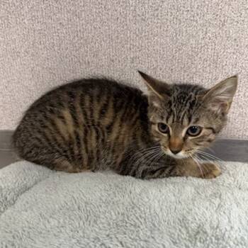 Rescue Domestic Short Hair Cats for Adoption in Jupiter, Florida - Sue | PetCurious