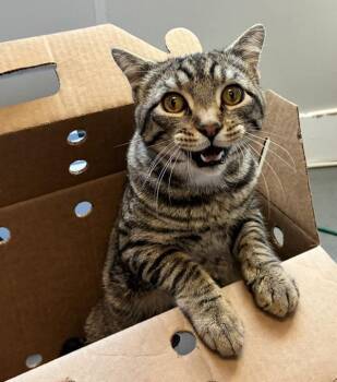 Domestic Short Hair Cats Available for Adoption in Salt Lake City, Utah - *Betos* | PetCurious